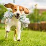 犬と遊びすぎてしまったらどうなる？愛犬に与える悪影響や適切な遊び時間まで
