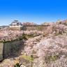 桜を愛でる花見の城