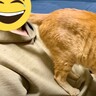 パパに『お尻のニオイを嗅がせようとする猫』…思わず吹きだす光景に爆笑の声続出「俺の尻でもおがんでろとｗ」「笑ってしまった」