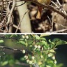野鳥の写真展　あいかわ公園で開催中