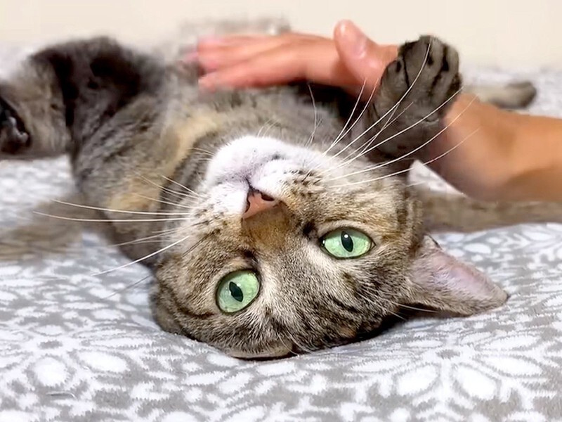 ♡ ねこちゃん 様、専用♡※他の方はご遠慮ください‼️ ネコちゃん様専用グッズ
