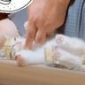 『動物は飼わない』と反対していた父→子猫になつかれた結果…まさかの光景が107万再生「誰を攻略したらいいか分かってるｗ」「吹いたｗｗ」
