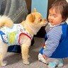 犬が我が子のように可愛がっていた赤ちゃん…切なすぎる『お別れの日』と寂しそうな表情が18万再生「優しい眼差し」「なんて素敵なご家族」