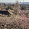 500本の梅を堪能　京王百草園で2月から