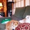 人のライフスタイルを変える犬【穴澤賢の犬のはなし】