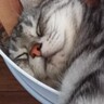入れ物の中にいる猫をふと見てみたら、『ものすごい体勢』で…まさかの瞬間に3万7000いいね「にゃん体動物ｗ」「すごいｗ」と爆笑の声続出