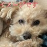 判決言い渡し中にも「ワンちゃん…」レッカー業者暴行事件　犬４匹飼育の被告　泣きながら「控訴します」