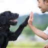 『犬と心を通じ合わせる』手段3つ　愛犬との信頼関係を深める飼い主の行動とは