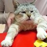 『なにをしても怒らない猫』色んなポーズで撮影した結果…シュールすぎる撮影風景に爆笑！1万3000再生「忍耐力ｗ」「今日1番ワロタｗｗ」