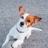 犬が『腰を振ってしまう』原因とは？4つの原因とマウンティングをやめさせる対処法や注意点をご紹介