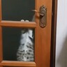 部屋に入りたい元野良猫→自力でドアを開けようとして…まさかの瞬間が賢すぎると15万再生「透けて見えるのたまらん」「えぇーすごい」と話題に