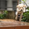 子犬を危険にさらしてしまうタブー行為３つ　愛犬の命を守るために知っておくべきこととは