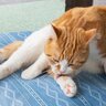 『体調が悪い猫』に共通する5つの特徴　口で言えない猫の“ツライよ”サインとは