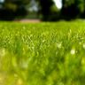 英国で５月の芝刈りはお休み　草花の自然な成長を促す「ノー・モウ・メイ」