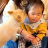 犬が『1歳の赤ちゃん』と会った結果…まさかの『自分の子供のようにお世話する様子』が尊すぎると14万再生「心洗われる」「見る目が優しい」