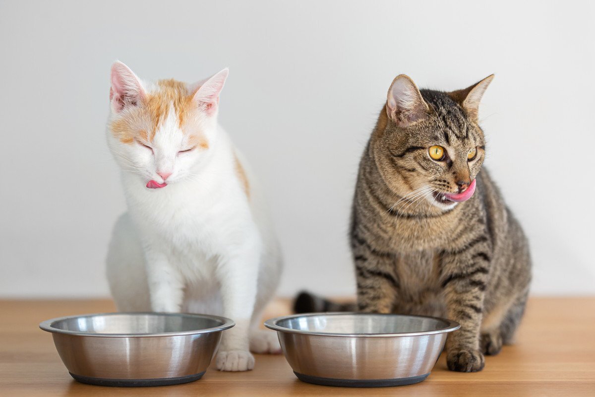 猫 オファー 洗う 食器用洗剤