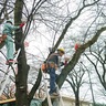 電設企業17社　ライトアップを準備