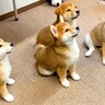 4匹の子犬たちを『同時におすわりさせた』結果…あまりにも尊い光景が17万7000再生「まるで天使」「完璧…可愛すぎてたまらん」と悶絶