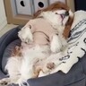 犬に『シャンプーしよ』と声を掛けた結果→『まさかの演技力』で乗り切ろうとする光景が話題に「ええ顔してるｗ」「名演技ｗ」と爆笑の声
