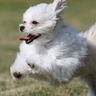 【新店】針ICすぐ！天然芝ドッグランで愛犬と遊ぼう！プロの撮影体験＆カフェで癒やしのひとときを