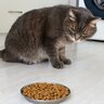 猫が『急にごはんを食べなくなる』ときに疑うべき4つの原因　様子見ではダメな場合も