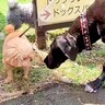 『超大型犬にイキってしまった小型犬』の末路…完全に想像通りな展開に爆笑の嵐「勇敢すぎて草」「まあ…そうなるよねｗ」と3万再生の反響