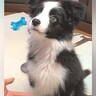 『おてが上手くできない赤ちゃん犬』→数年後…泣けるほど成長してる『ビフォーアフター』が15万再生「お利口さん」「愛さずにいられない」