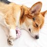 犬が寝ながら『ピクピク動いている』時の理由３つ　体に異常はある？主な原因や注意点を解説