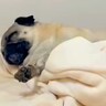 散歩前に爆睡してしまった犬→起きないので『魔法の言葉』を言った結果…衝撃の反応が190万再生「速すぎて草」「お父さん嬉しいねｗ」と絶賛