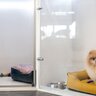 犬を『ペットホテルに何日も預ける』リスクとは？愛犬に与えるストレスや悪影響まで