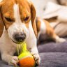 『飼い主のストレス』が愛犬に与えている影響4つ　生じる変化から注意すべきポイントまで