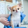 トリミングに通う必要がない犬種5つ　種類別の理由から日々のお手入れのポイントまで