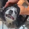 麻酔をしないとトリミングできなかった『噛む老犬』→プロに任せてみたら…嘘のような『衝撃的なビフォアフ』が15万再生「魔法のよう」「凄い」
