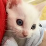 保護した赤ちゃん猫がおもちゃで遊んでいると思ったら…ママに見せた『まさかの行動』が31万再生「泣きそうになった」「愛情たっぷり」