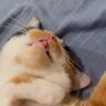 眠りながら『むにゃむにゃ』と口を動かす猫→飼い主さんが笑ったら…『とんでもなく可愛い瞬間』が430万表示「最高に愛おしい」「国宝」