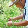 大善寺で甘茶摘み