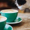 猫が決して口にしてはいけない『危険すぎる飲み物』8つ　安全な飲み物もあわせて紹介