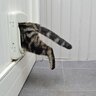 『猫ドア』を設置するメリット3選　設置する際の取り付け方法や費用感も解説