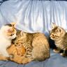 ソファで遊ぶ『４匹の子猫』を見ていたら…とんでもなく尊い『まさかの結末』に悶絶する人続出「仲良しで可愛い」「食べちゃいたいくらい」