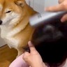 小さな女の子が髪を乾かしていたら、ドライヤーが苦手な犬が…気遣いで見せた『予想外の行動』が16万再生「優しすぎ」「そばにいたいのかな」