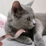 凶暴な猫にヘビのおもちゃで挑んだ結果…あまりにも想定外すぎる『反撃』に爆笑の声続出「破壊力やばいｗ」「困惑してるのワロタ」