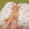 赤ちゃん猫に『こちょこちょパー』をしてみた結果…予想外すぎる姿に悶絶する人続出「なんて可愛いんだ」「幸せな気分になった」