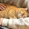 猫はいつも一緒に寝ているママが『徹夜』していたら…まさかの行動が『天使すぎる』と97万再生「本当に愛おしい」「相思相愛だね」の声