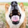 犬が拾い食いすると『超危険なもの』5選　誤食によって命を落とす可能性も…