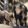 福岡市動物園にミャンマーよりアジアゾウ4頭が到着！名前＆ファンクラブメンバー募集もスタート！【福岡市中央区】