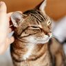 お留守番やケンカのあと…猫に『ごめんなさい』するには？上手に伝える6つの方法