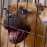 『リビングに入りたい』と訴える犬→ワンコが苦手な先住犬が見せた『まさかの行動』が149万再生「涙出そうになった」「優しい眼差し」と絶賛