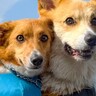 『2匹の犬が仲良くくっついている』と思ったら…想像もしなかった『まさかの展開』に4万いいね「押すなよ…押すなよｗｗ」「可愛すぎ」と爆笑