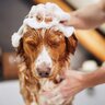 犬がお風呂を嫌いになる理由4つ　