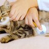 猫の『突然死』はなぜ起きてしまう？4つの恐ろしい原因　何か予兆はある？
